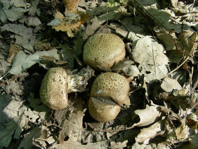 4) Fotografati sotto Quecia il 16.06.2012.